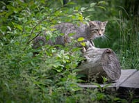 Wildcats could be reintroduced to the South West