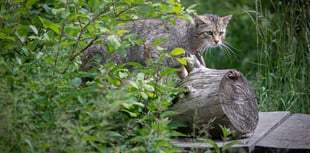 Wildcats could be reintroduced to the South West