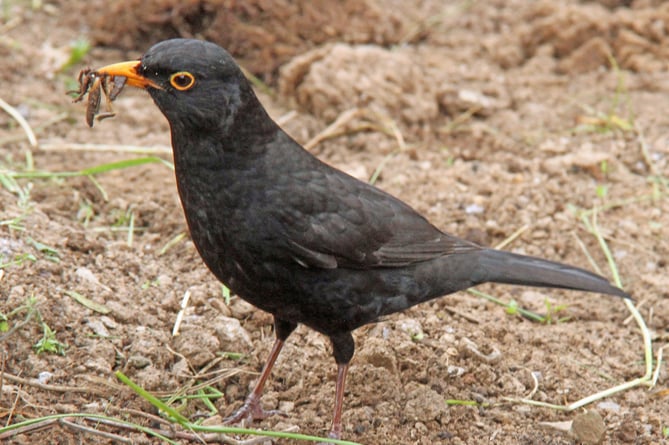 Blackbird collecting food