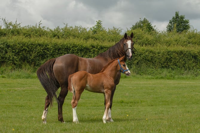 Mare and foal standing together. (Picture: Nicole and Robert Forrester)