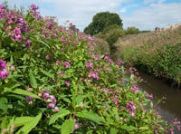 Town Council issue warning amid concerns over invasive plant species