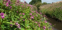 Town Council issue warning amid concerns over invasive plant species