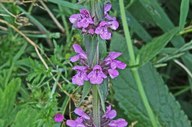 Marsh woundwort