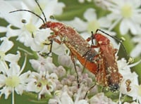 Naturewatch with Ray Roberts