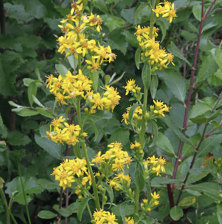 Golden rod flowers (Picture: Ray Roberts)