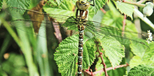 Naturewatch: A stroll into the past