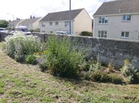 Flowers planted in Cornish towns create buzzing hubs for pollinators