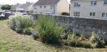 Flowers planted in Cornish towns create buzzing hubs for pollinators