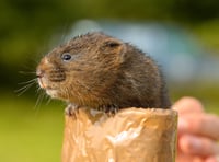 Hundreds of water voles released into countryside