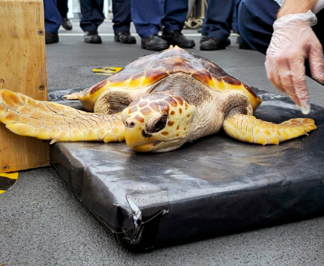 Royal Navy returns rare turtles to original habitat