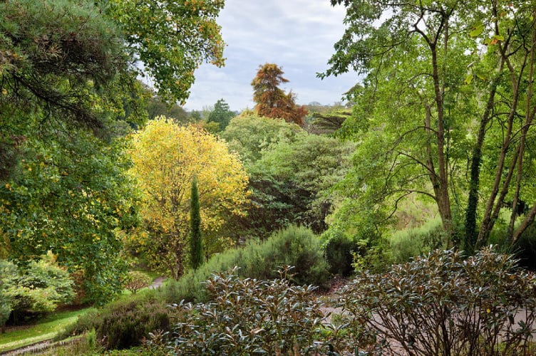 Mature trees at the top of Glendurgan Garden, Cornwall.