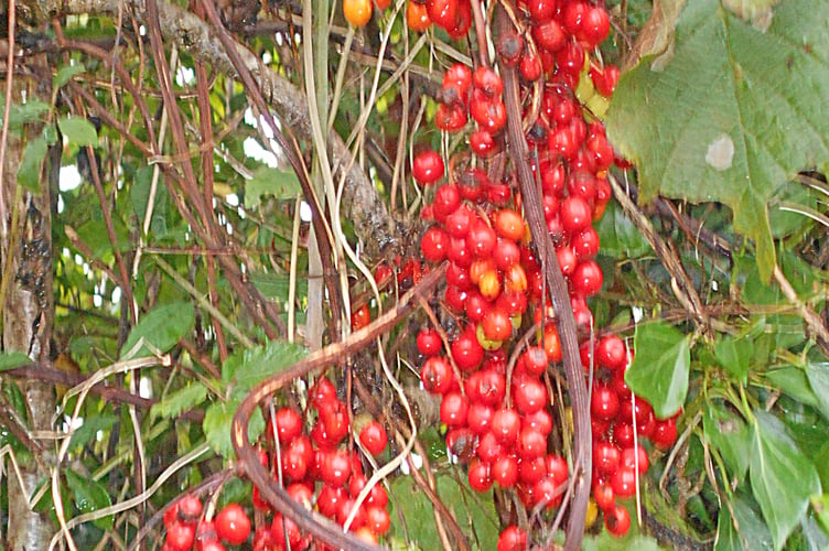 Black bryony berries