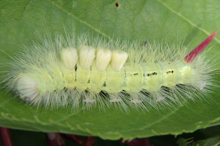 Pale tussock moth caterpillar