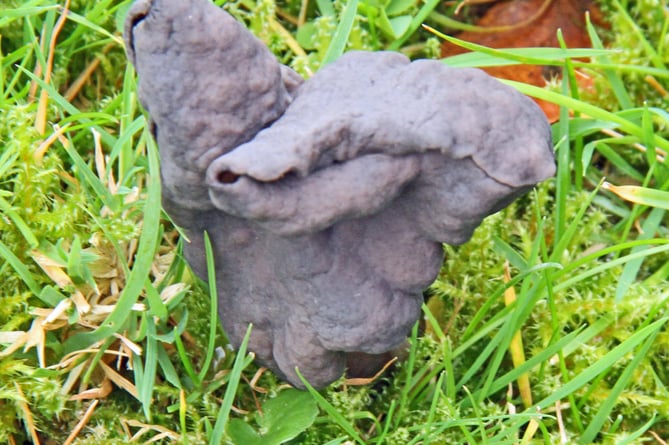 Black helvella