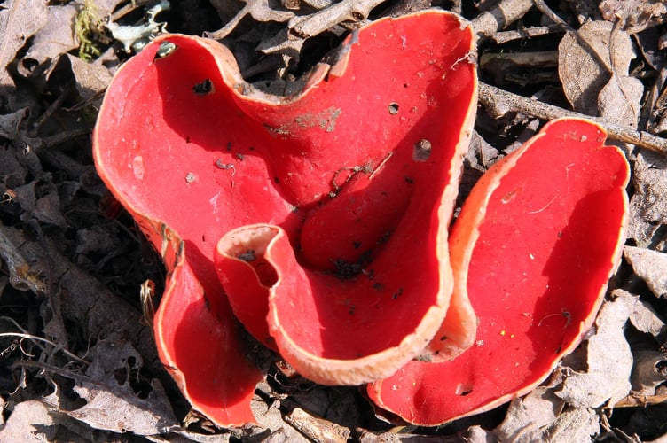 Scarlet elf cup