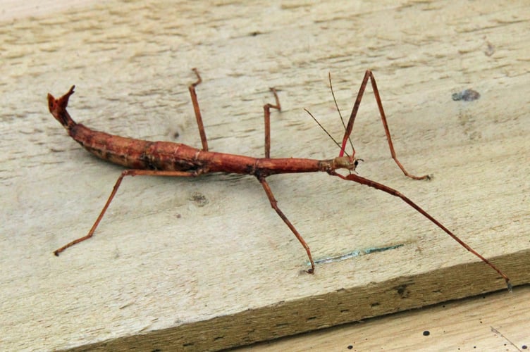 A stick insect