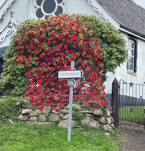 The beautiful display of handcrafted poppies made by the ladies’ of Polyphant for Remembrance day which they have been knitting over the last few years.