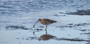 Endangered Dartmoor Curlews’ epic journey for winter sun