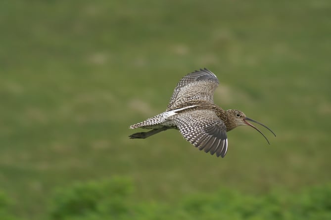 Eurasian Curlew  in flight