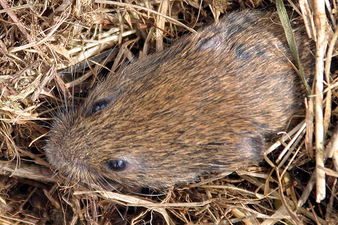 Vole peeping out of nest