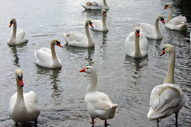 Goose (centre) with swans