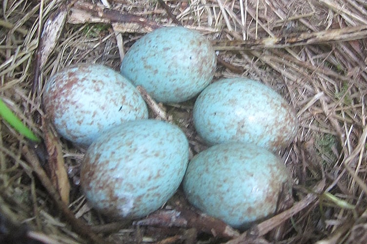 Blackbirds nest and eggs