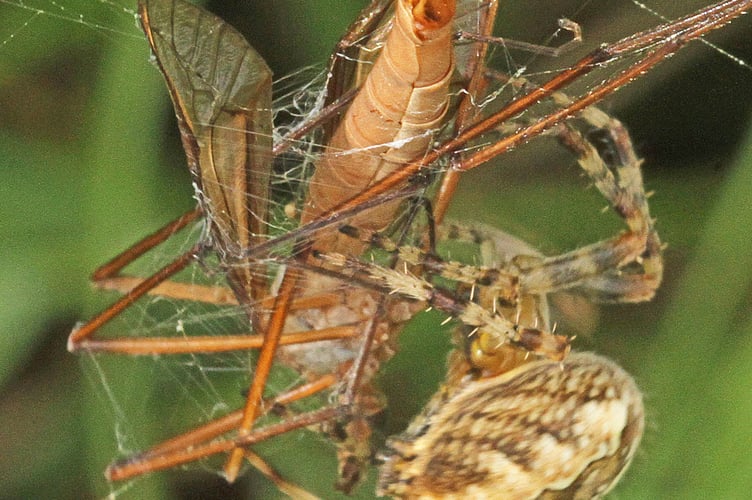 Spider with giant cranefly