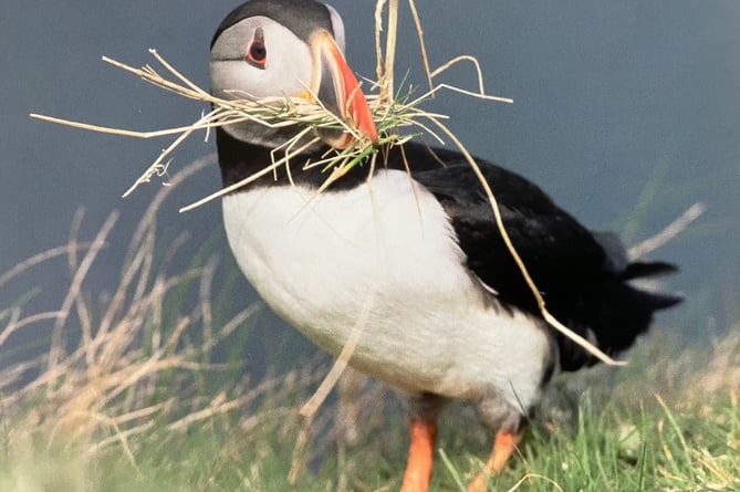 A picture shown by Week St Mary Bonaventures WI's guest speaker Frances Stuart, an ambassador for Lundy