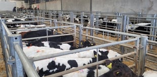 Holsworthy Livestock Market Report: Wednesday, January 22