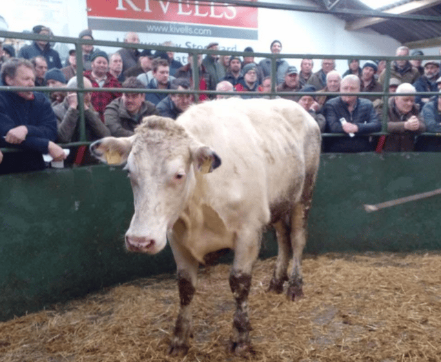 Hallworthy Livestock Market Report: Thursday, January 23