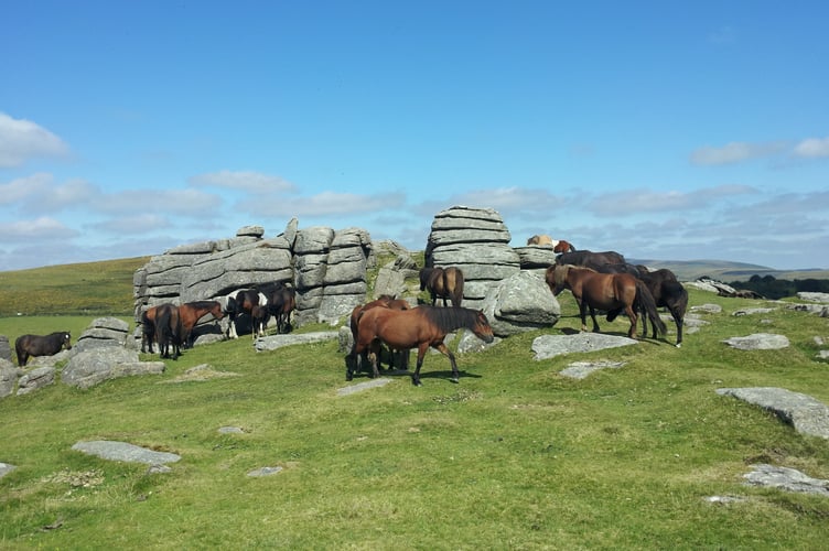 Members of the Bude u3a were pleased to learn more about Dartmoor Hill Ponies