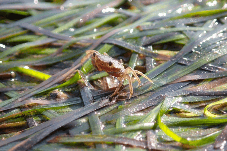 Close up shot of intertidal seagrass. Photo taken by Cat Wilding.